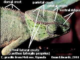 glossary-lateral crest