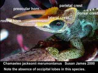 glossary-Crests and horns