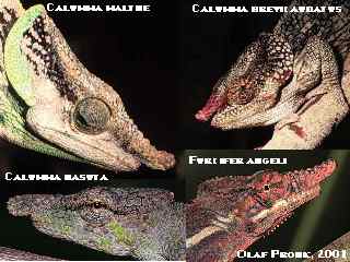 glossary-rostral process