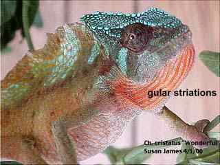 glossary-gular striations