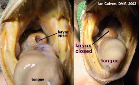 glossary-larynx