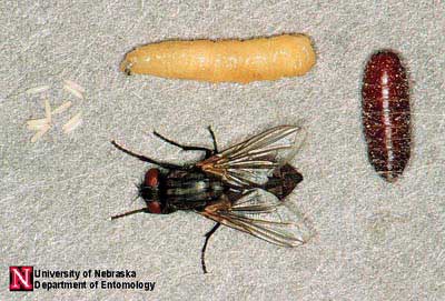 Life cycle of the house fly
