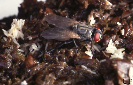 Adult and eggs of the house fly