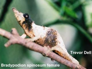 B.spinosum female