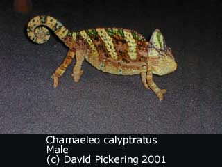 Chamaeleo (Chamaeleo) calyptratus image