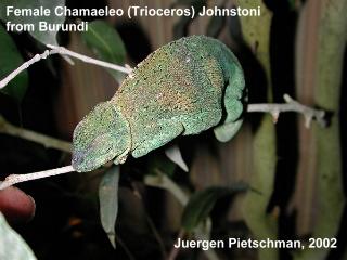 Chamaeleo (Trioceros) johnstoni